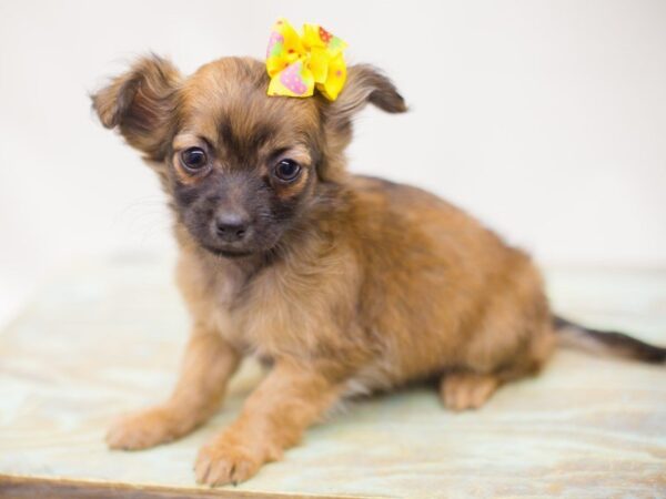 Chihuahua DOG Female Dark Sable 13839 Petland Wichita, Kansas