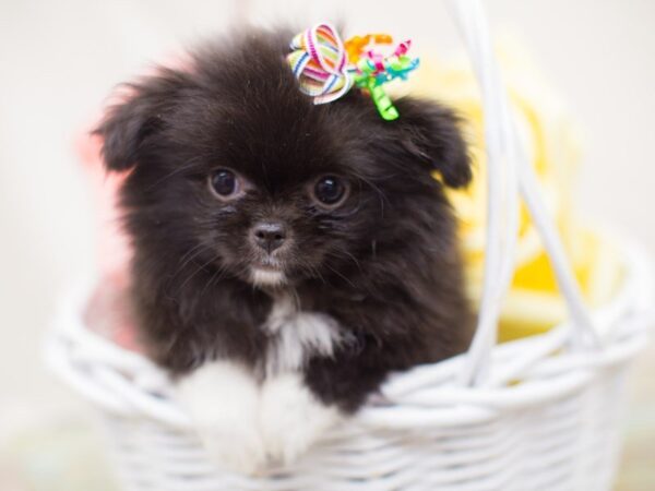 Chineranian-DOG-Female-Black and White-13841-Petland Wichita, Kansas