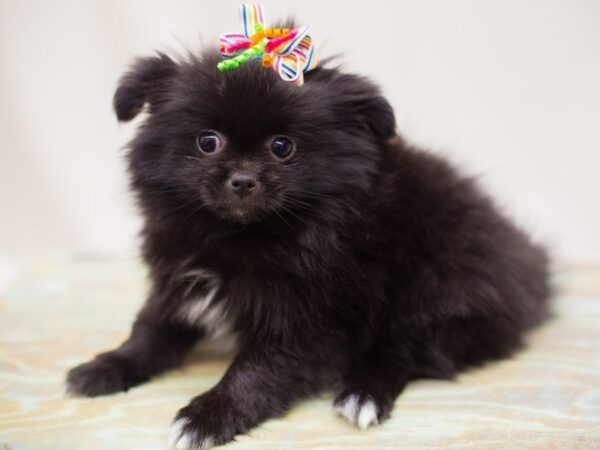 Chineranian-DOG-Female-Black and White-13842-Petland Wichita, Kansas