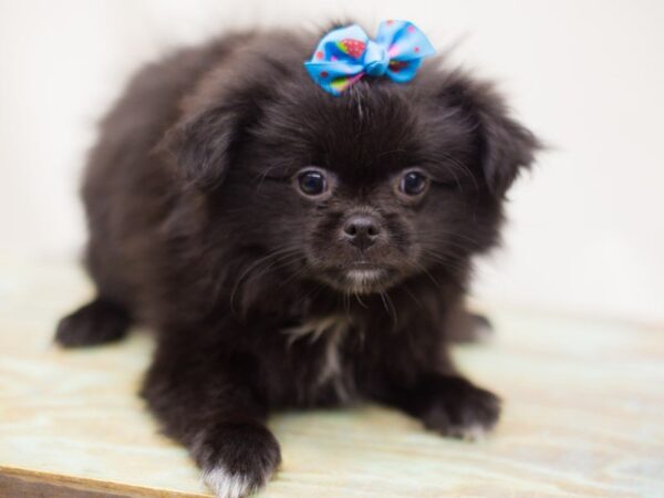 Chineranian-DOG-Female-Black and White-13843-Petland Wichita, Kansas