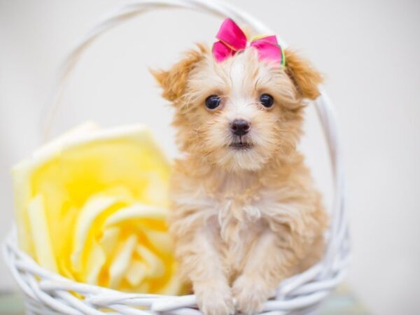 Yorkie Poo DOG Female Cream 13844 Petland Wichita, Kansas