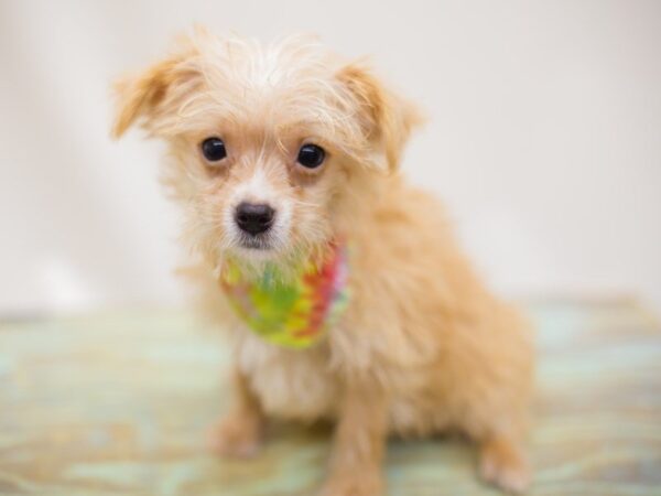 Yorkie Poo DOG Male Cream 13845 Petland Wichita, Kansas