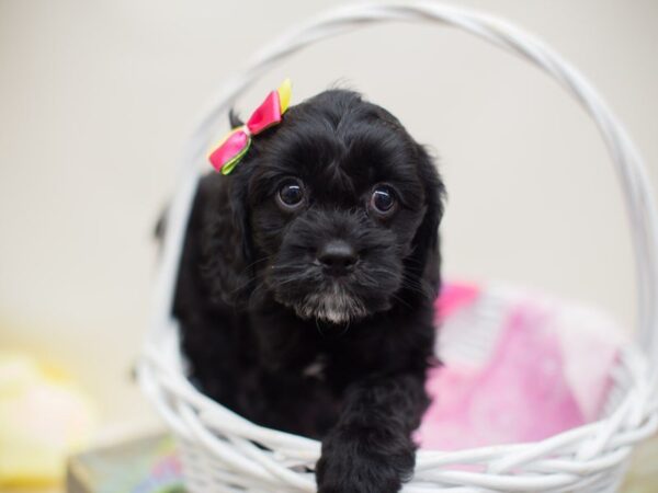 Cavapoo DOG Female Black with White 13888 Petland Wichita, Kansas