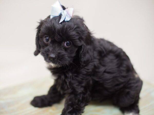 Cavapoo DOG Female Black with White 13887 Petland Wichita, Kansas