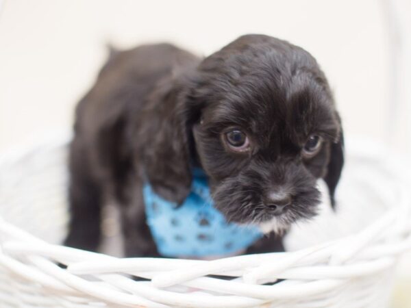 Cavapoo-DOG-Male-Black with White-13886-Petland Wichita, Kansas