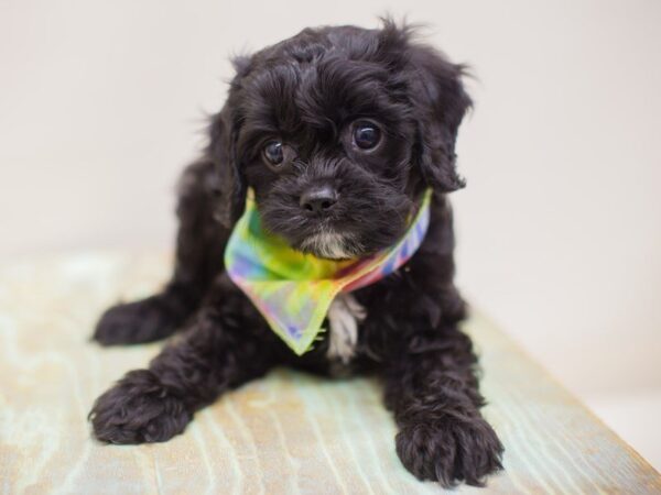 Cavapoo DOG Male Black with White 13885 Petland Wichita, Kansas