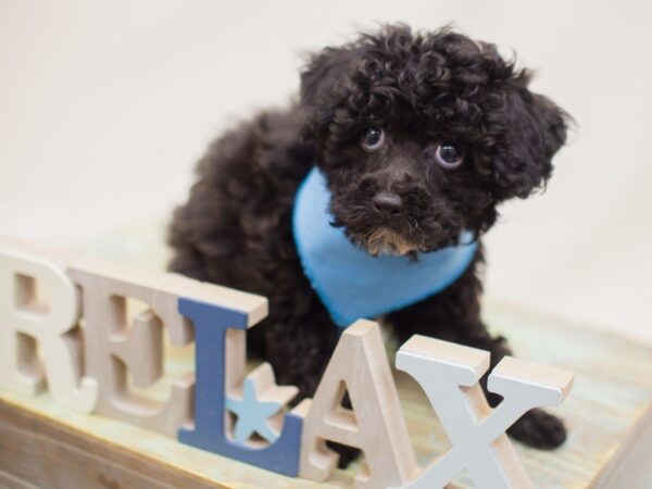 Toy Poodle-DOG-Male-Black & White-13884-Petland Wichita, Kansas