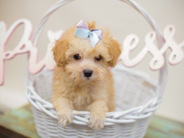 Toy Poodle-DOG-Female-Cream-13883-Petland Wichita, Kansas