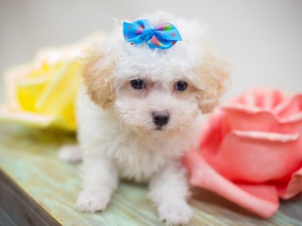 Toy Poodle DOG Female White & Cream 13882 Petland Wichita, Kansas