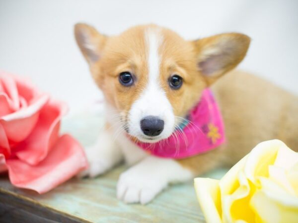 Pembroke Welsh Corgi DOG Female Sable & White 13879 Petland Wichita, Kansas