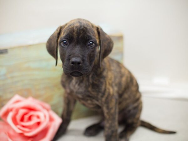 English Mastiff DOG Male Brindle 13878 Petland Wichita, Kansas