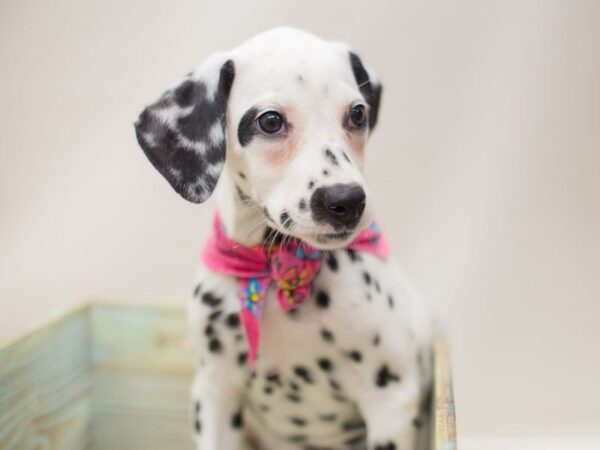 Dalmatian DOG Female WHITE W/ BLACK 13877 Petland Wichita, Kansas