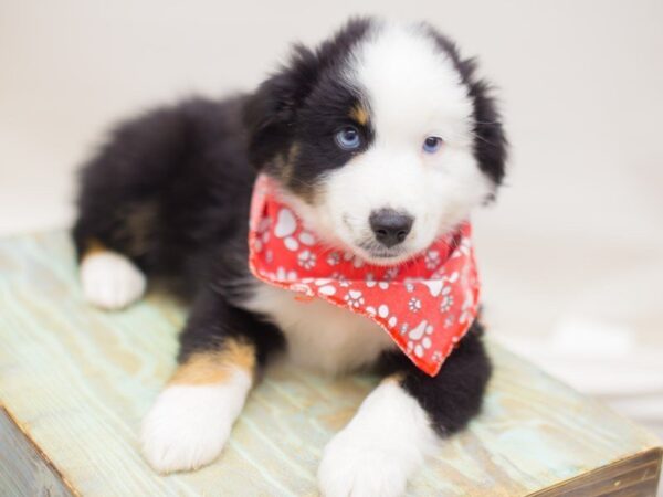 Miniature Australian Shepherd DOG Male BLACK TRI 13876 Petland Wichita, Kansas