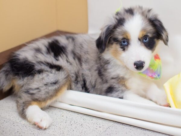 Miniature Australian Shepherd-DOG-Male-BLUE MERLE-13875-Petland Wichita, Kansas