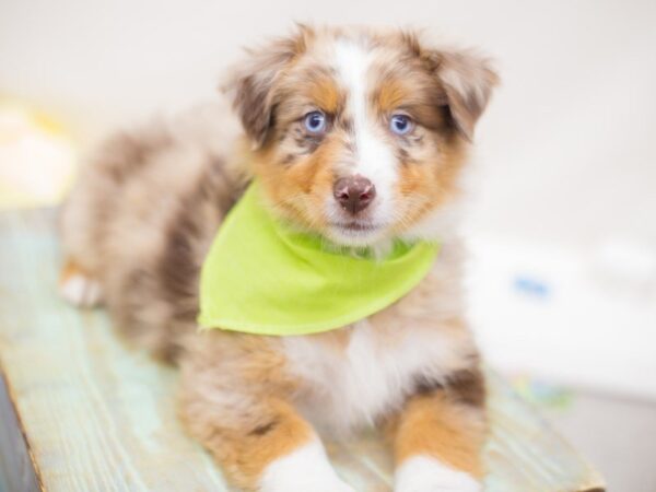 Miniature Australian Shepherd DOG Male BLUE Merle 13874 Petland Wichita, Kansas