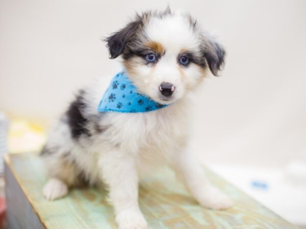 Miniature Australian Shepherd DOG Male Red Merle 13873 Petland Wichita, Kansas