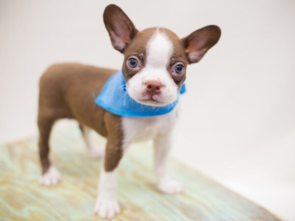 Boston Terrier DOG Male SEAL & WHITE 13872 Petland Wichita, Kansas