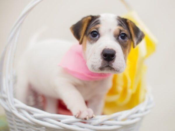 Mini Walrus DOG Female White & Black 13871 Petland Wichita, Kansas