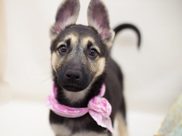 German Shepherd Dog DOG Female Black & Tan 13870 Petland Wichita, Kansas