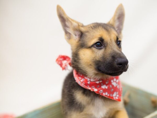 German Shepherd Dog-DOG-Male-Black & Tan-13869-Petland Wichita, Kansas