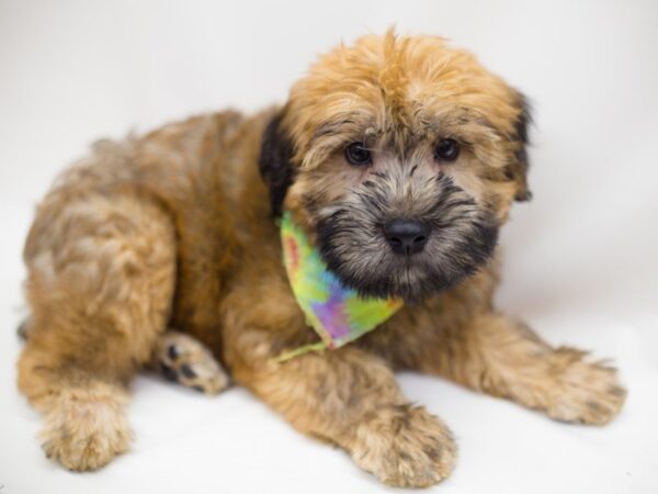 Soft Coated Wheaten Terrier DOG Female Wheaten 13868 Petland Wichita, Kansas