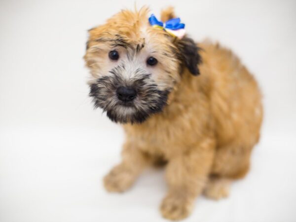 Soft Coated Wheaten Terrier DOG Male Wheaten 13867 Petland Wichita, Kansas