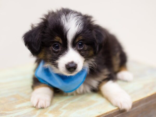 Toy Australian Shepherd DOG Male Black Tri 13919 Petland Wichita, Kansas