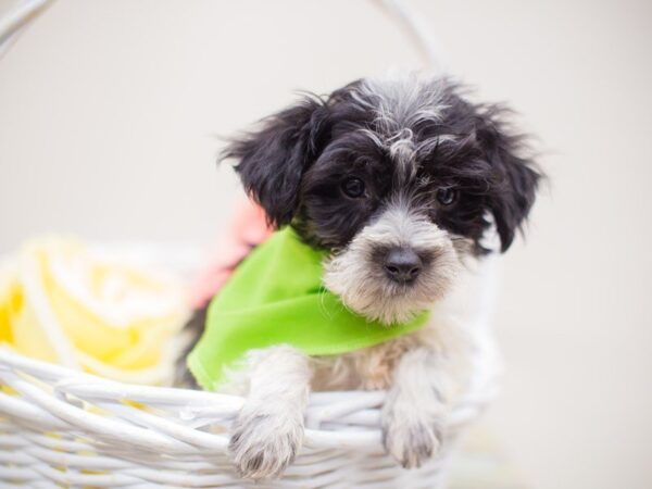 Morkie Poo DOG Male Black and White 13918 Petland Wichita, Kansas