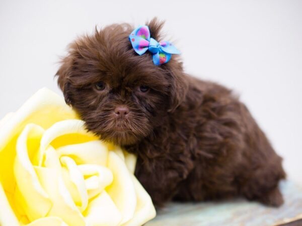 Shih Tzu DOG Female Chocolate 13917 Petland Wichita, Kansas