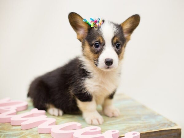 Pembroke Welsh Corgi DOG Female Black Tri 13911 Petland Wichita, Kansas