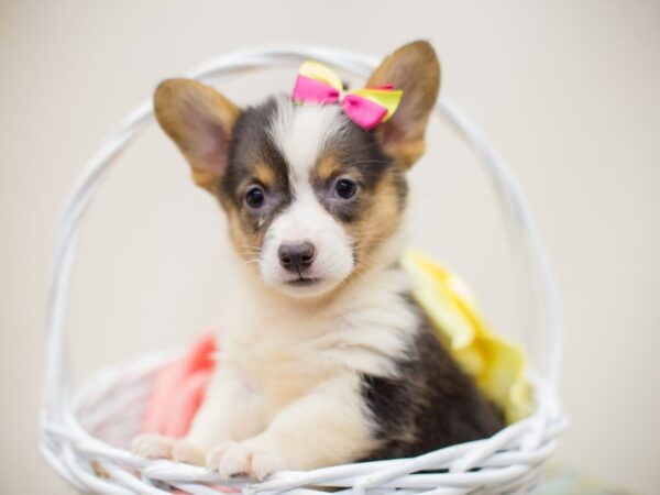 Pembroke Welsh Corgi DOG Female Black Tri 13910 Petland Wichita, Kansas