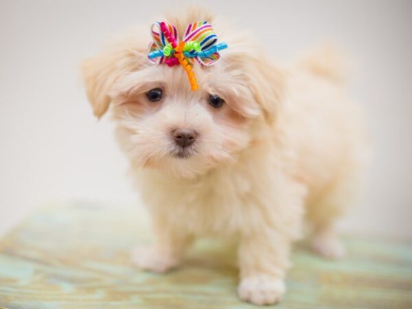 Havanese DOG Female Cream 13908 Petland Wichita, Kansas