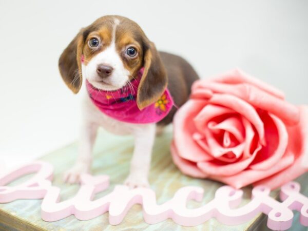 Beagle DOG Female Chocolate, White and Tan 13903 Petland Wichita, Kansas