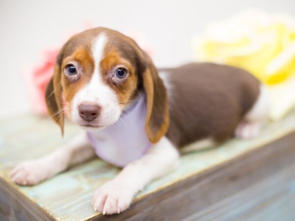 Beagle DOG Female Chocolate, White and Tan 13902 Petland Wichita, Kansas