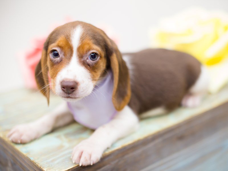 Chocolate beagle puppies for sale online