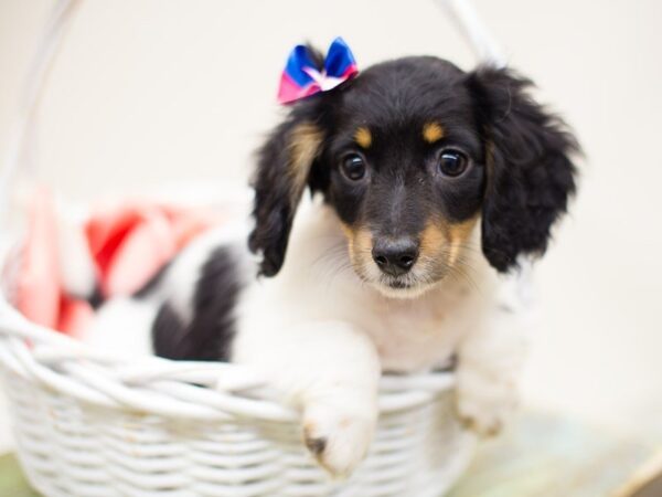 Miniature Dachshund-DOG-Female-Black & Tan Piebald Longhair-13901-Petland Wichita, Kansas