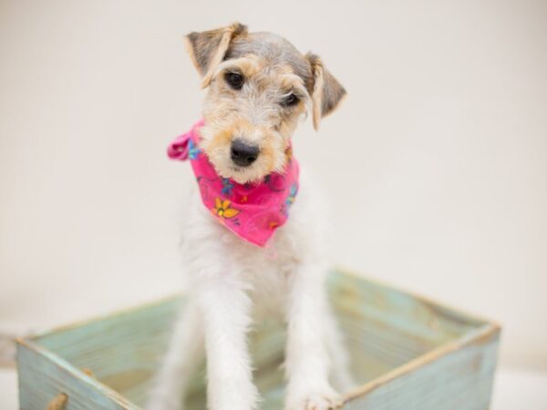 Wire Fox Terrier DOG Female Blue Tri 13900 Petland Wichita, Kansas