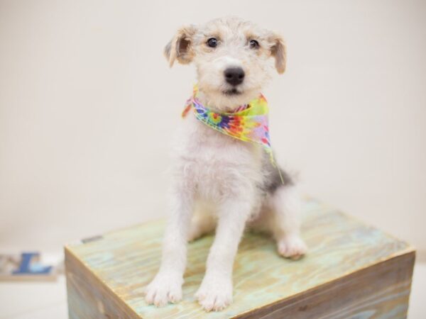 Wire Fox Terrier-DOG-Male-Blue Tri-13899-Petland Wichita, Kansas