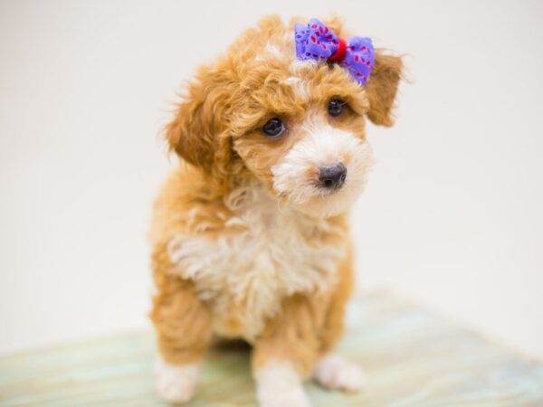 Toy Poodle-DOG-Female-Red and White-13898-Petland Wichita, Kansas