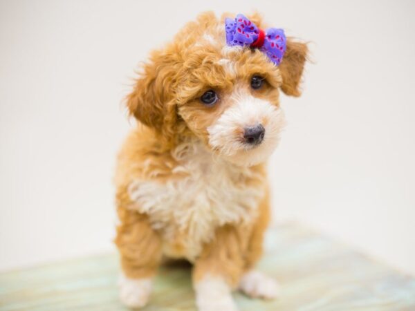 Toy Poodle DOG Female Red and White 13898 Petland Wichita, Kansas