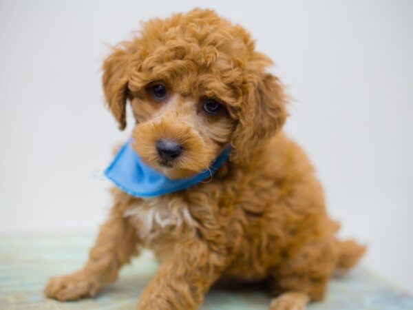 Toy Poodle DOG Male Red 13897 Petland Wichita, Kansas