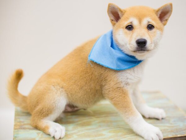 Shiba Inu DOG Male Sesame 13895 Petland Wichita, Kansas