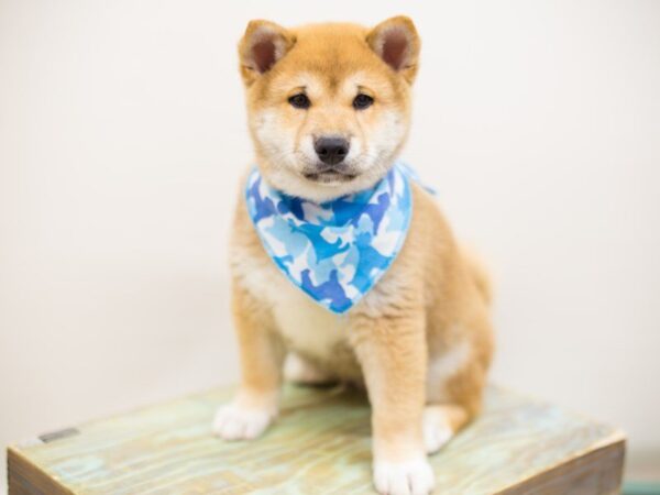 Shiba Inu DOG Male Sesame 13894 Petland Wichita, Kansas