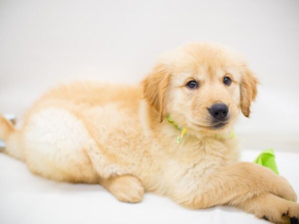 Golden Retriever-DOG-Male-Golden-13893-Petland Wichita, Kansas