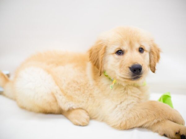 Golden Retriever DOG Male Golden 13893 Petland Wichita, Kansas