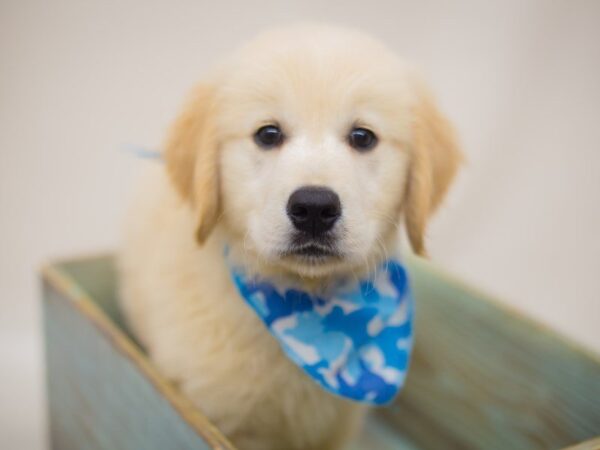 Golden Retriever DOG Male Light Golden 13892 Petland Wichita, Kansas