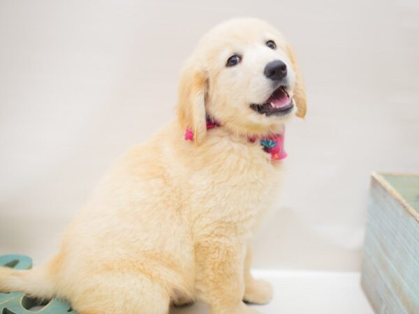 Golden Retriever DOG Female Light Golden 13891 Petland Wichita, Kansas