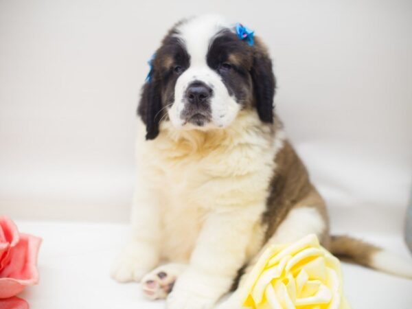 Saint Bernard DOG Female Brown & White w/ Black Mask 13890 Petland Wichita, Kansas