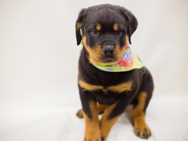 Rottweiler DOG Male Black & Mahogony 13923 Petland Wichita, Kansas