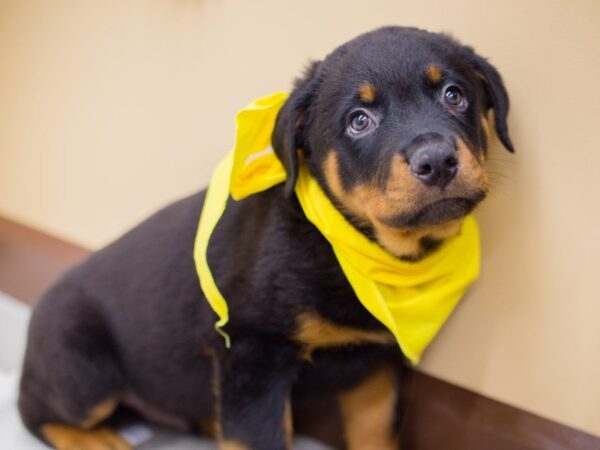 Rottweiler DOG Male Black & Mahogony 13924 Petland Wichita, Kansas